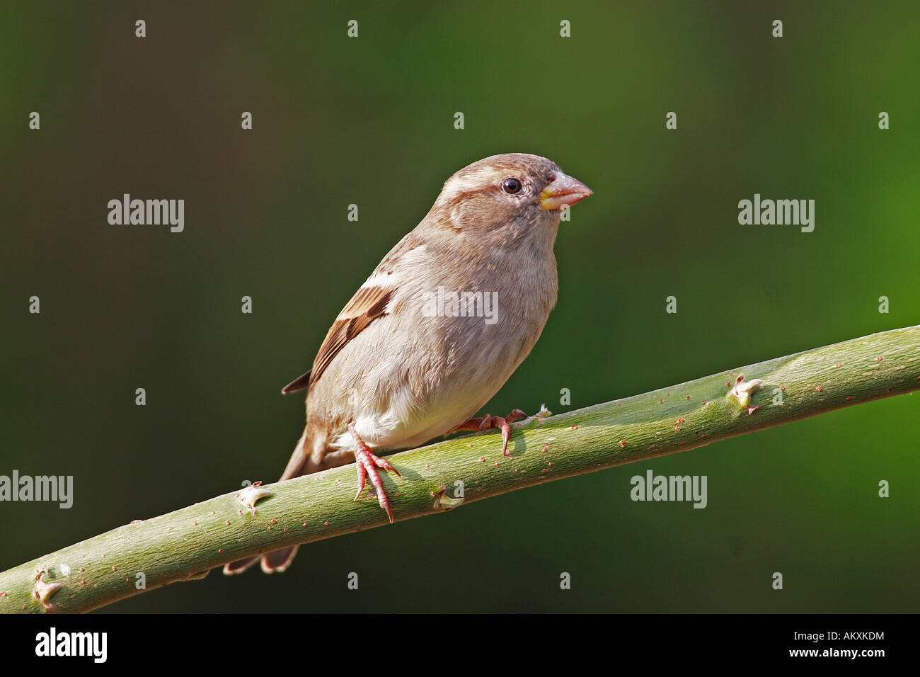 Outside passer domesticus passeri hi-res stock photography and images ...