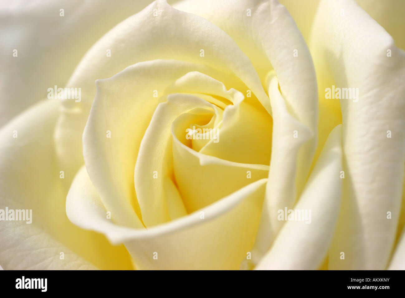 Rosen detail hi-res stock photography and images - Alamy