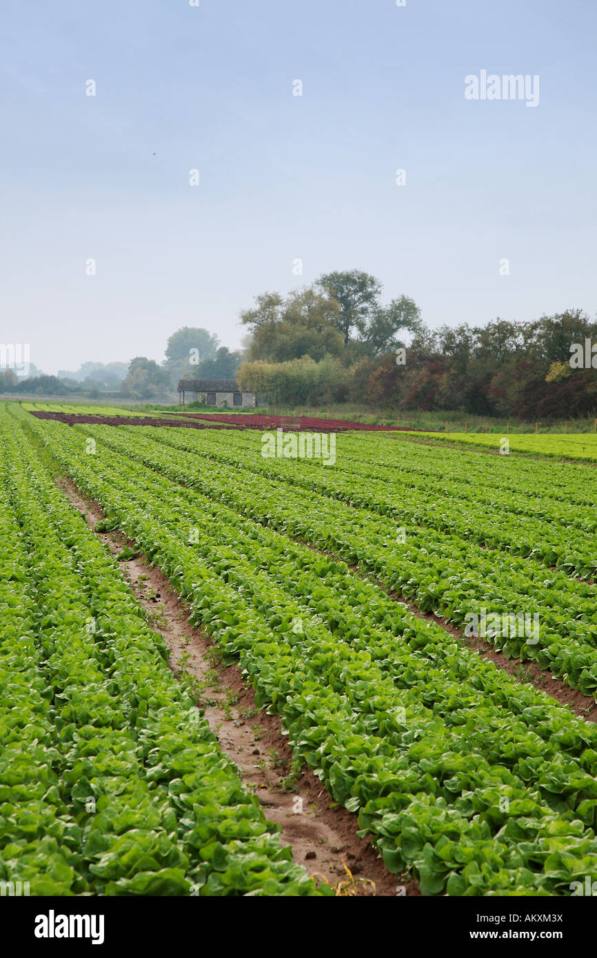 Lettuce field in Southern Palatinate, Palatinate, RhinelandPalatinate