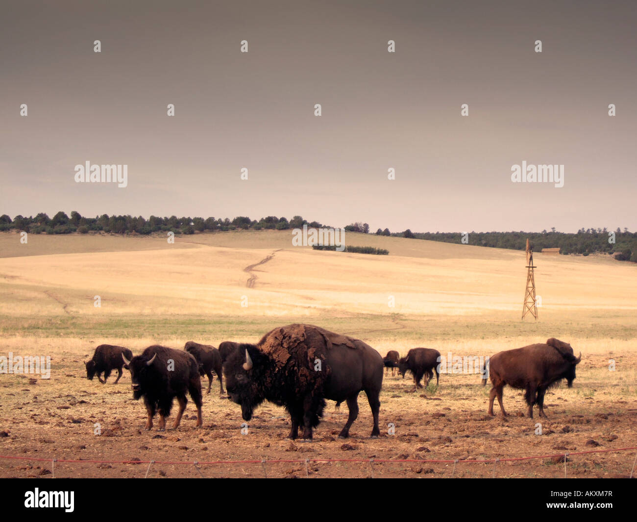 North American Bison farm Uhta USA Stock Photo Alamy