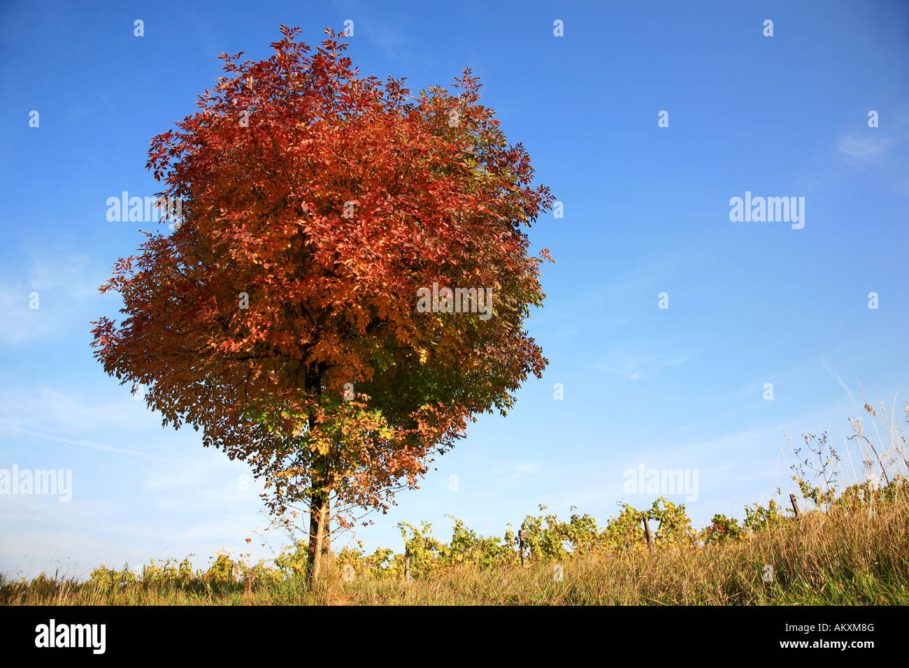 Autumnal coloured tree in front of vineyard, Rhineland-Palatinate, Germany Stock Photo