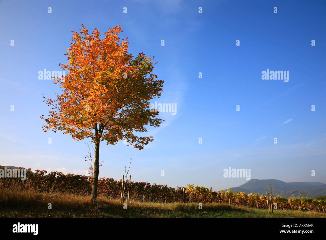 Autumnal coloured tree in front of vineyard, Rhineland-Palatinate, Germany Stock Photo