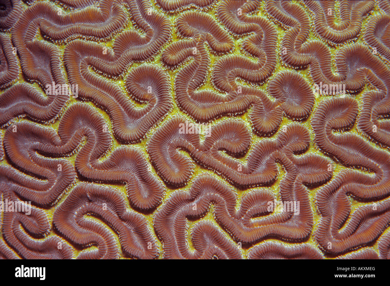 Brain coral Platygyra daedalea, Stock Photo