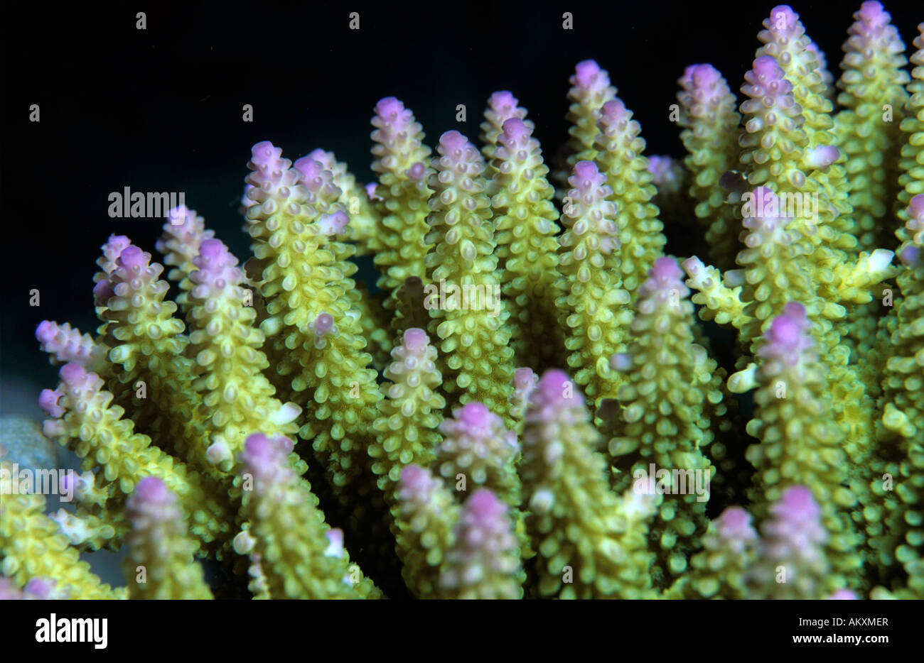 Stone Coral Acropora nasuta. Stock Photo