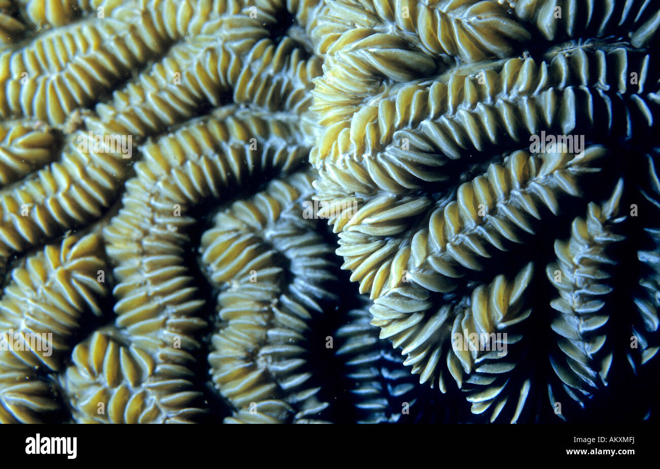 Brain coral , Stock Photo