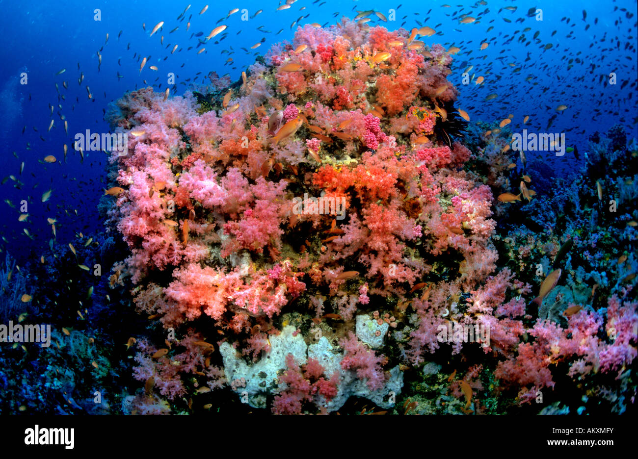Soft coral Dendronephthya. Stock Photo