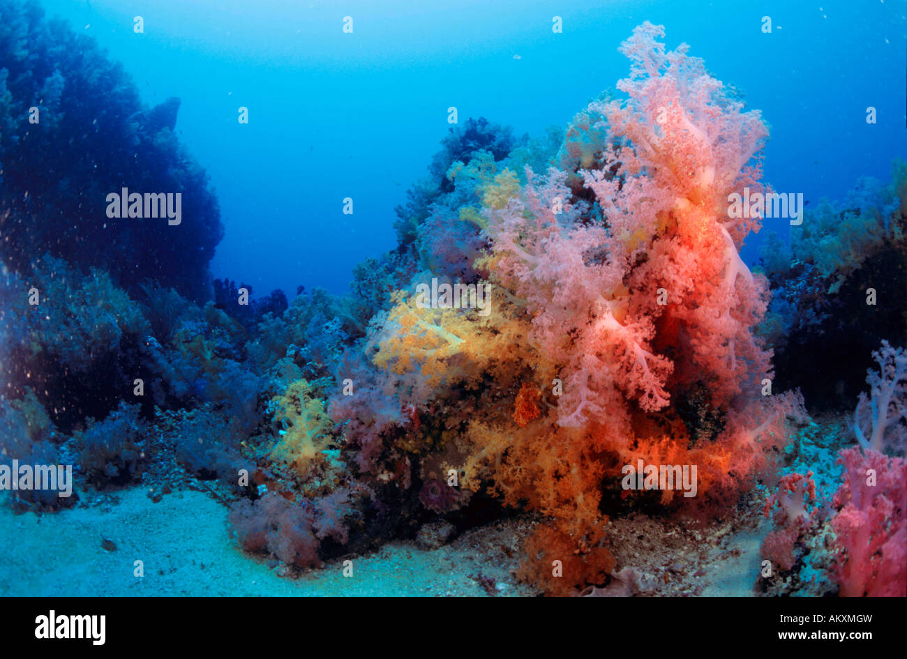 Soft coral Dendronephthya. Stock Photo