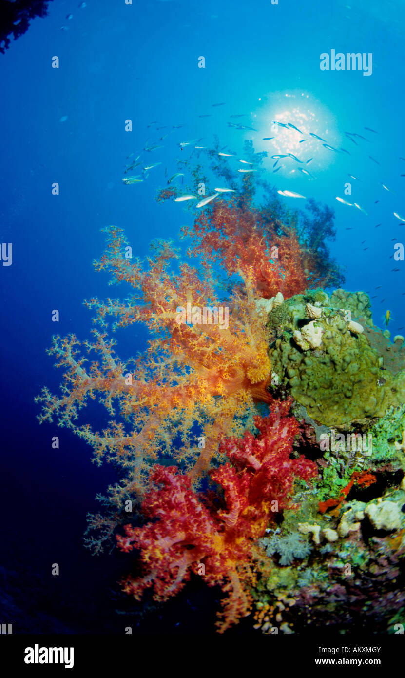 Soft coral Dendronephthya sp., Egypt, Red Sea. Stock Photo