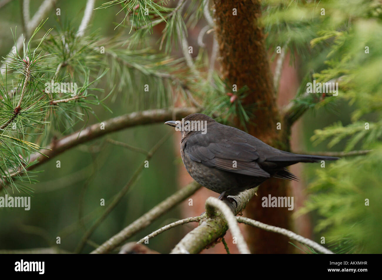 Blackbird (Turdus merula) Stock Photo