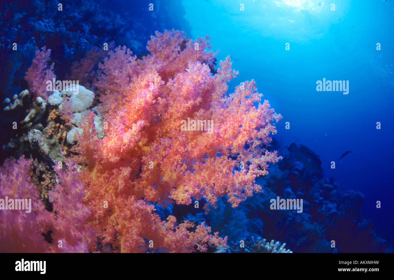 Soft coral Dendronephthya, Red Sea. Stock Photo