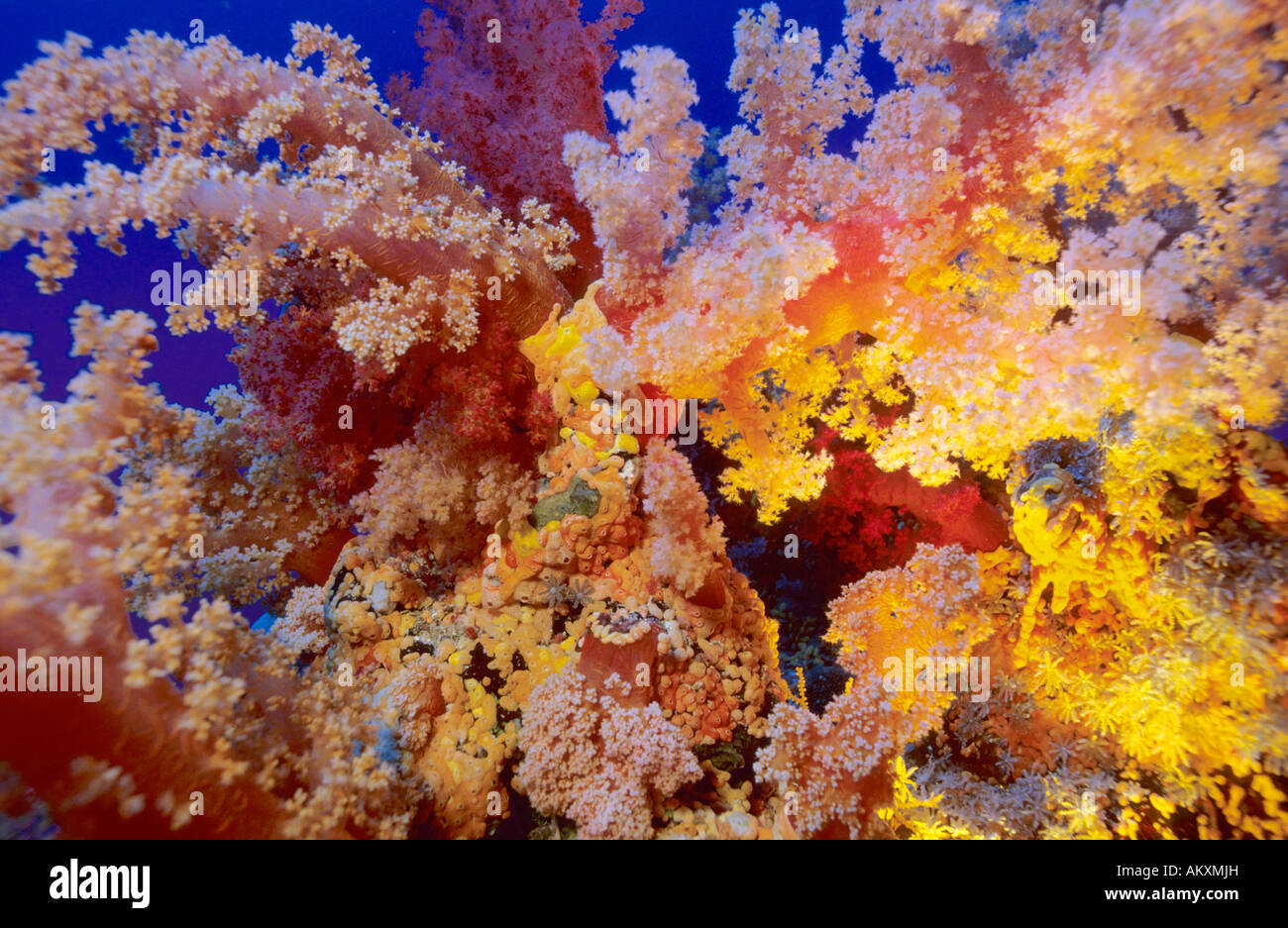 Soft coral Dendronephthya, Red Sea. Stock Photo