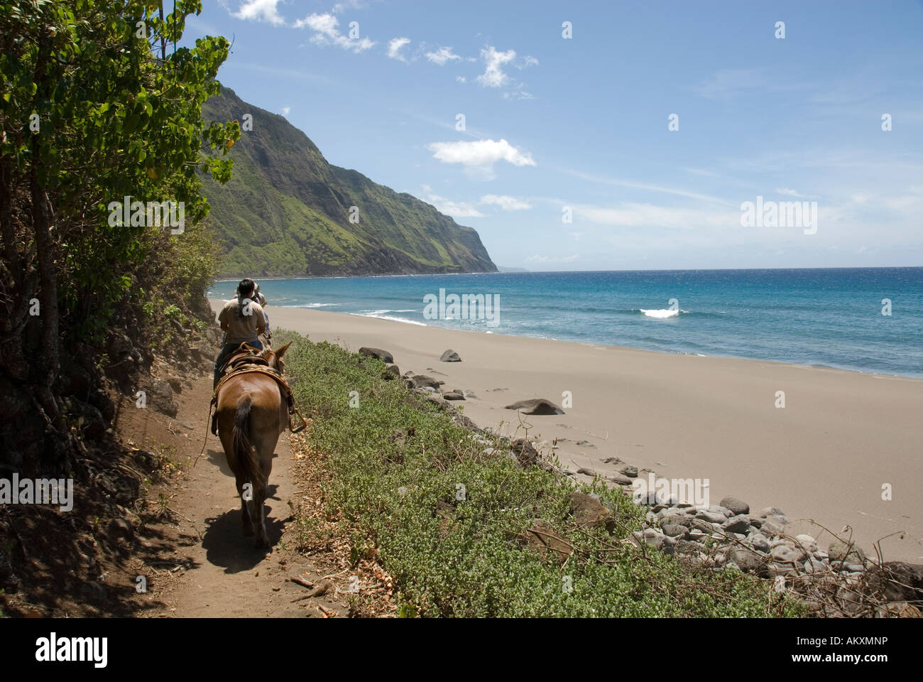 Hawaii Molokai the Mule Ride from the cliff tops down 1 600 feet to the leper colony at Kalaupapa Stock Photo
