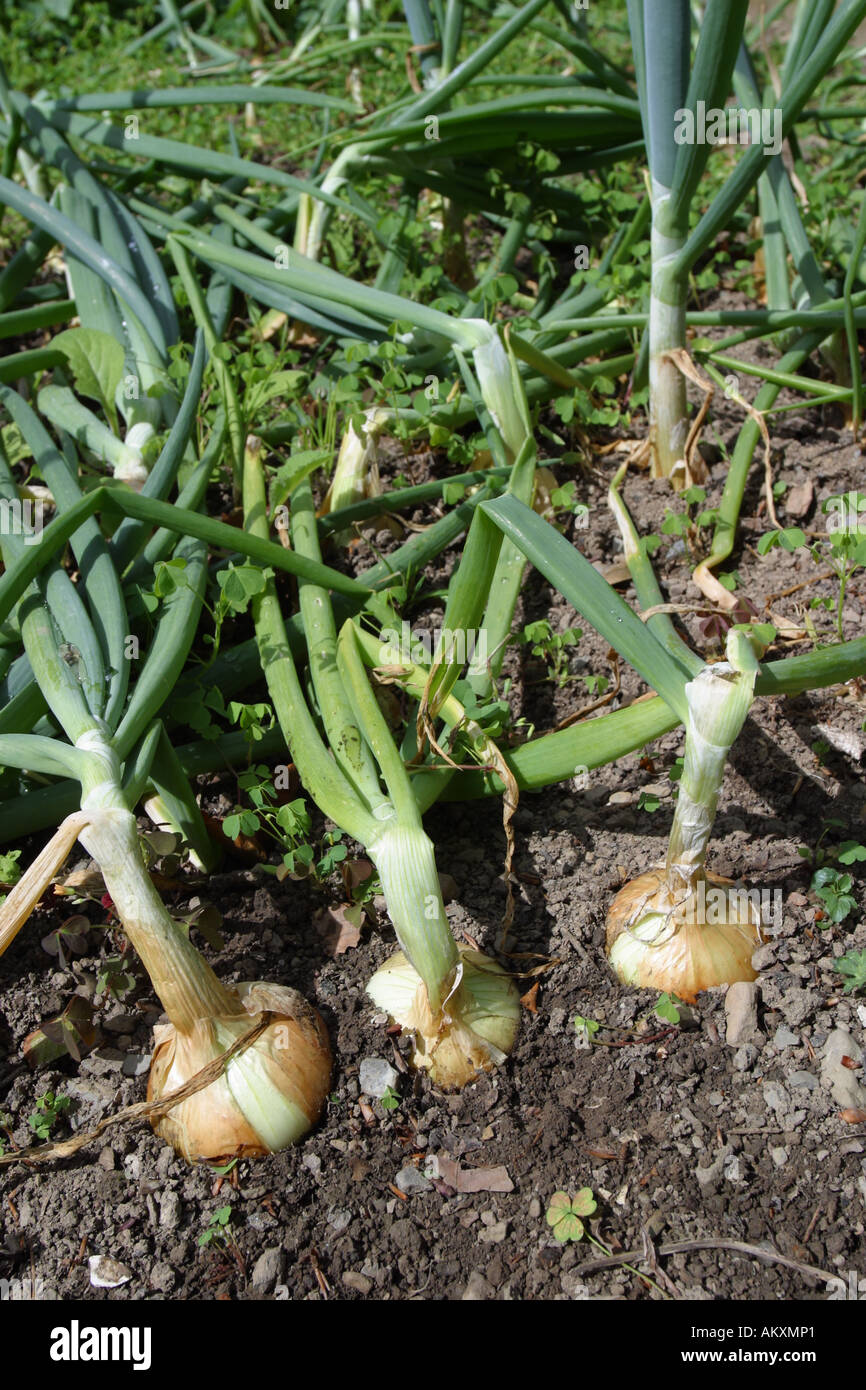 Garden onions hi-res stock photography and images - Alamy