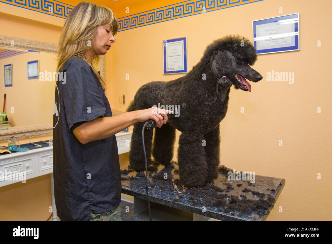 A poodle is gettings its hair cut at a dog barber (Press), Hessen, Germany. Stock Photo