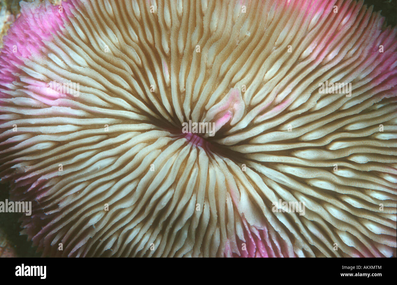 Fungus coral Fungia fungites. Red Sea. Stock Photo