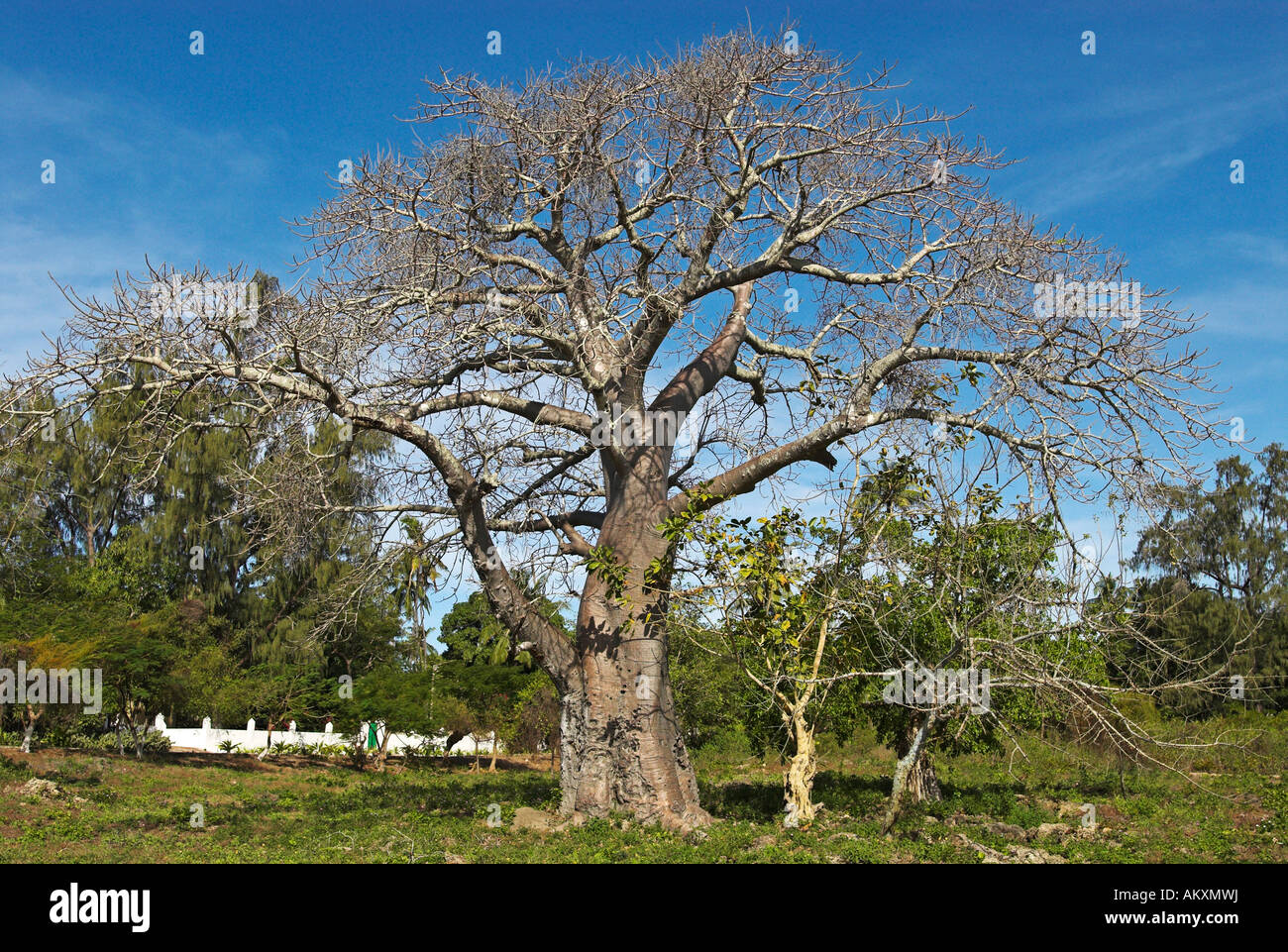 Baobab tree on Ibo island, Quirimbas islands, Mozambique, Africa Stock Photo