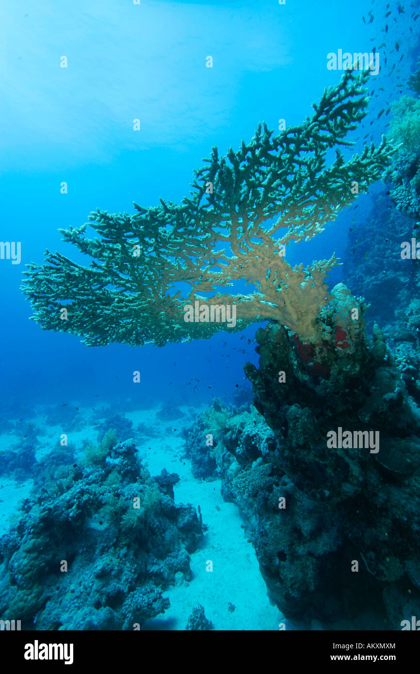 Giants Horn Coral Acropora hyacinthus, the Red Sea, Egypt. Stock Photo