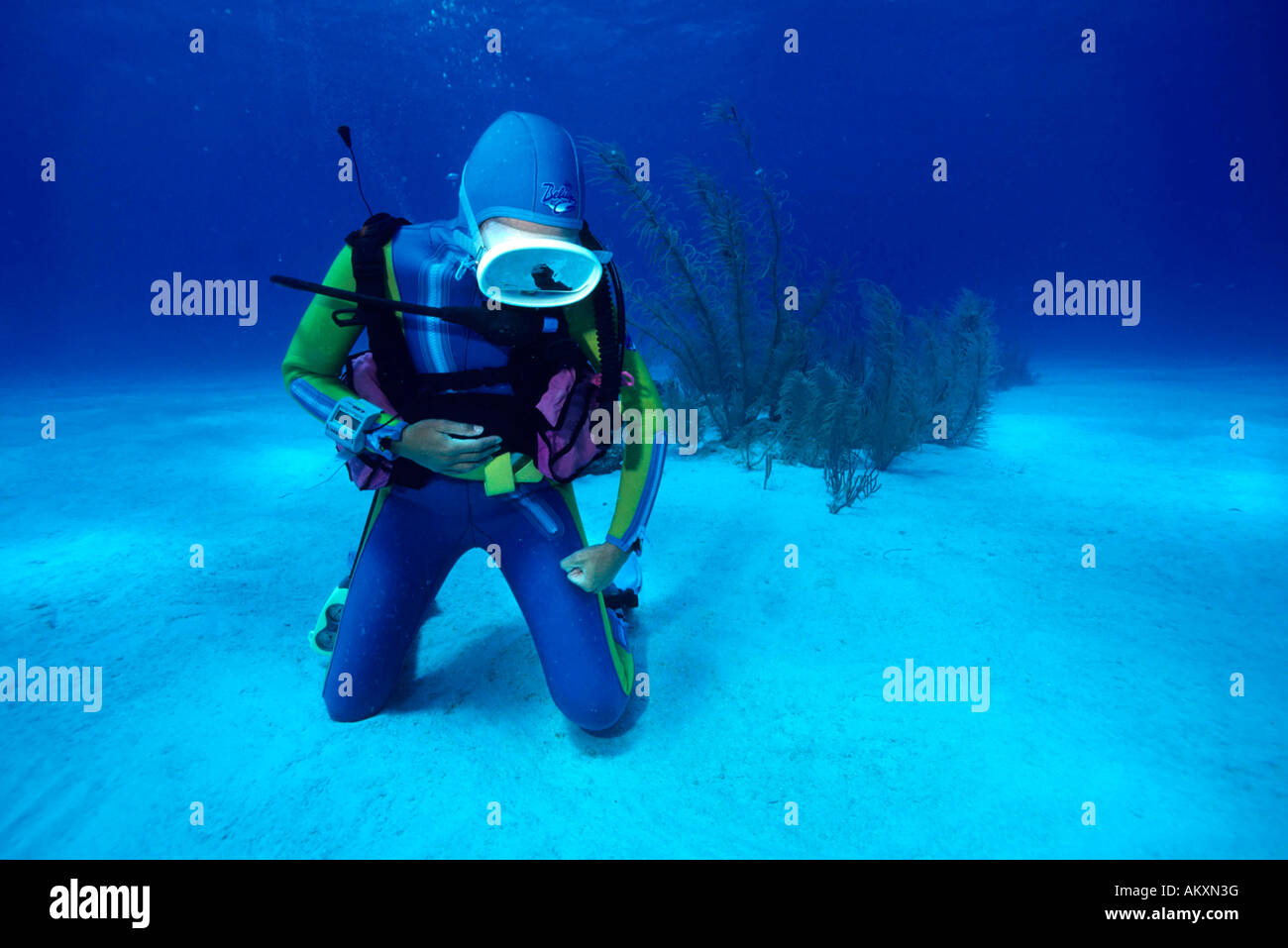 Underwater sign language " has a cramp ", diver points with the fist at the part of the body where the cramp is. The Caribbean. Stock Photo