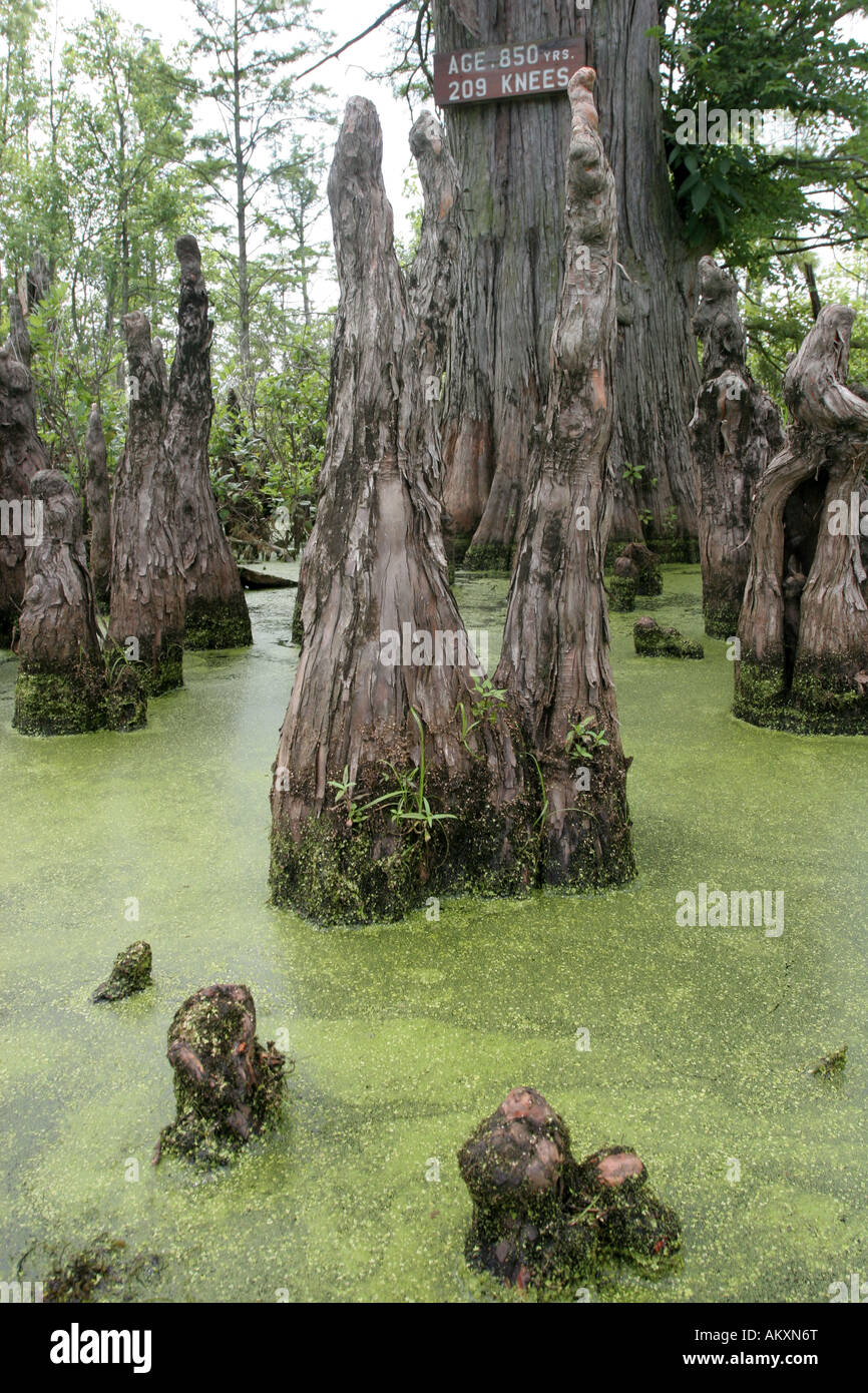 cache river Illinois bald cypress knee knees swamp marsh pond wetland tree nitrogen fix Stock