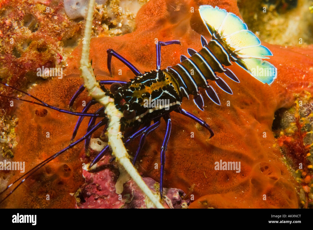 'Hawaiian' Blue Lobster, Panulirus penicillatus on a red sponge. Stock Photo