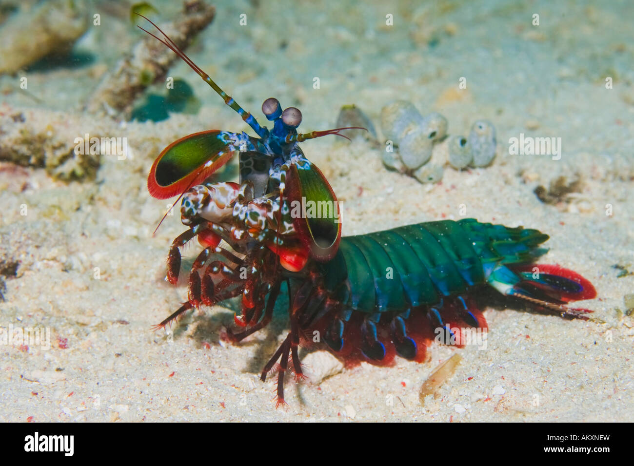 Mantis shrimp, Odontodactylus scyllarus. Stock Photo