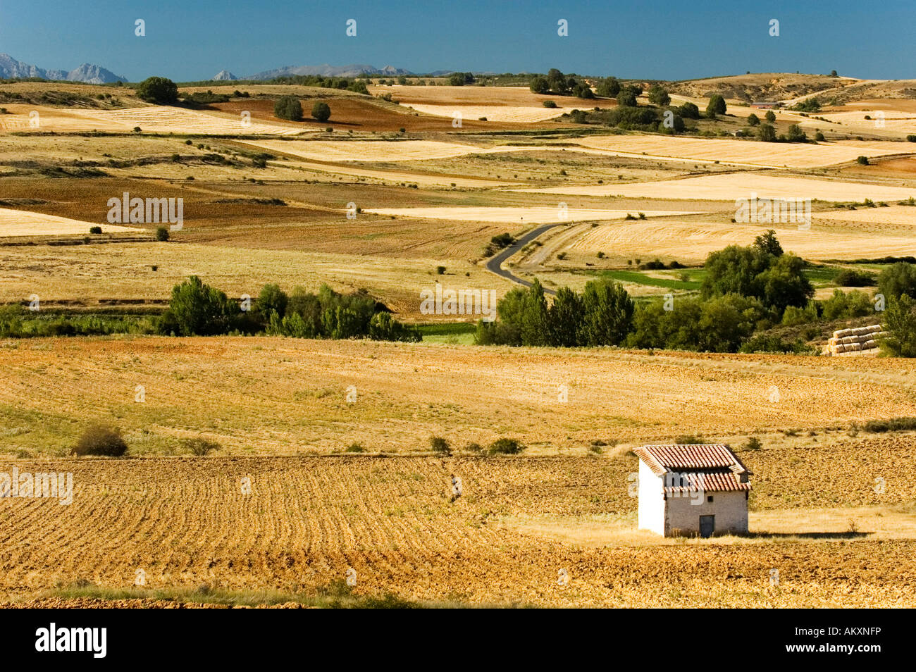 Agricultural used tablelands of Castile, landscape near Burgos, Castile, Spain Stock Photo