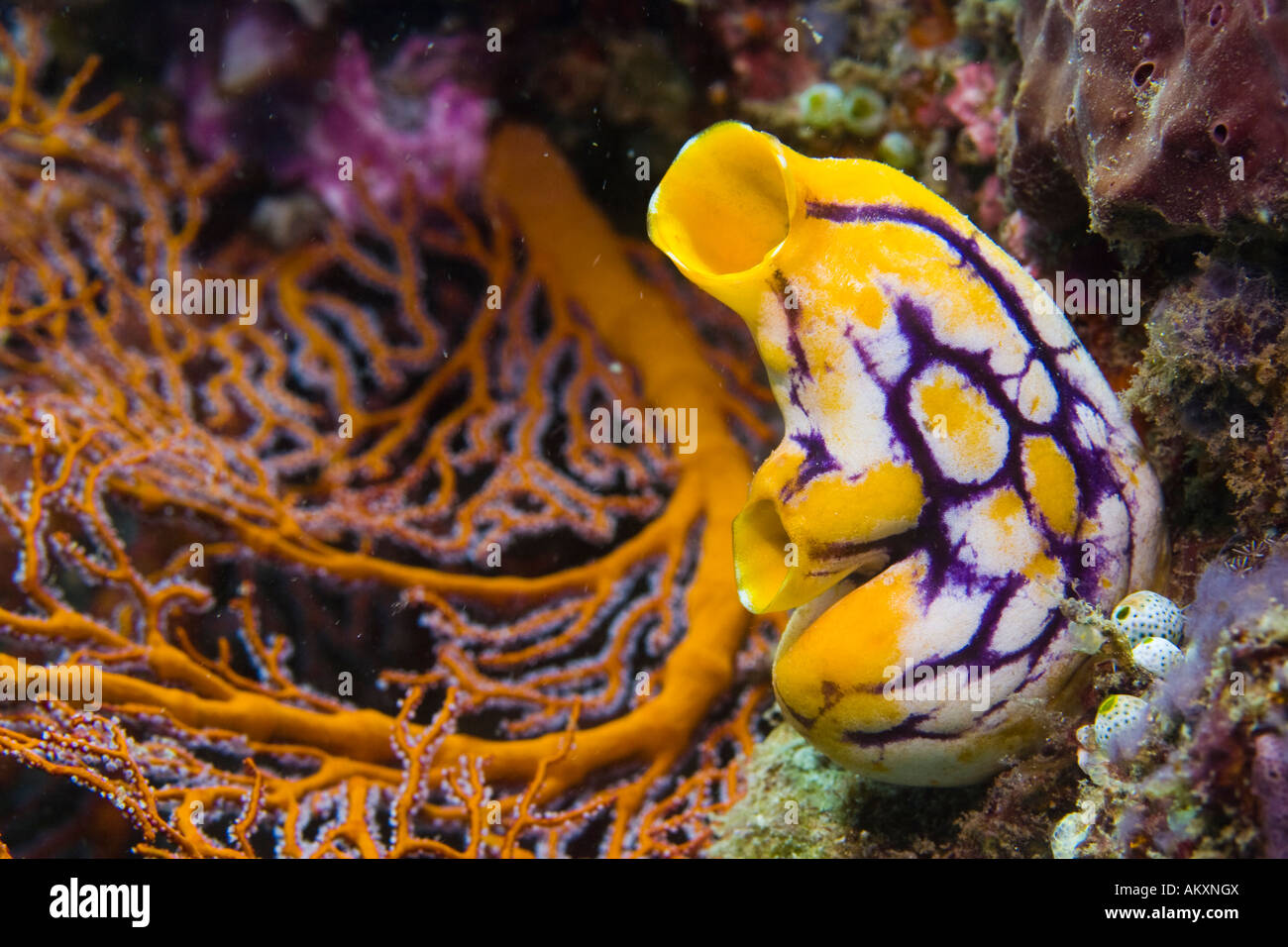 Golden Sea Squirt, Ink Spot Sea Squirt (Polycarpa aurata Stock Photo