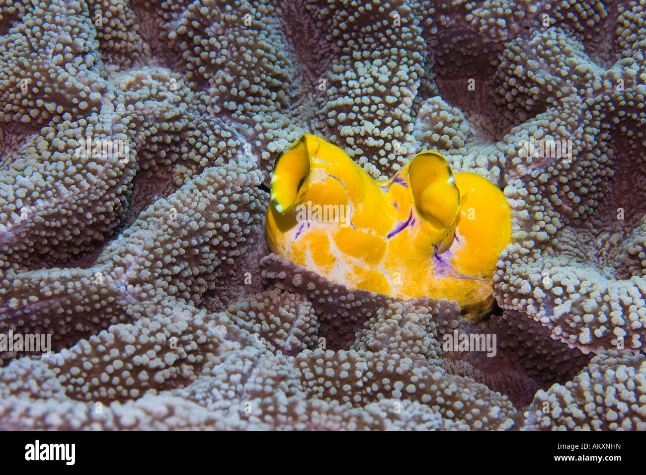 Golden Sea Squirt, Ink Spot Sea Squirt (Polycarpa aurata). Stock Photo