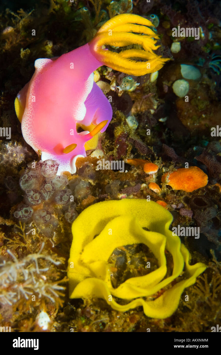 Nudibranch, (Hypselodoris Bullockii) with his eggs. Stock Photo