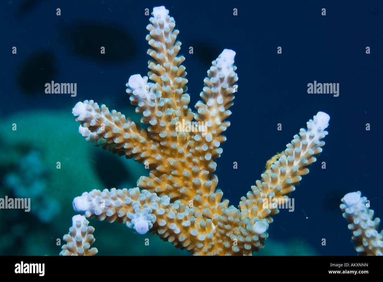 Stone Coral Acropora sp. Stock Photo