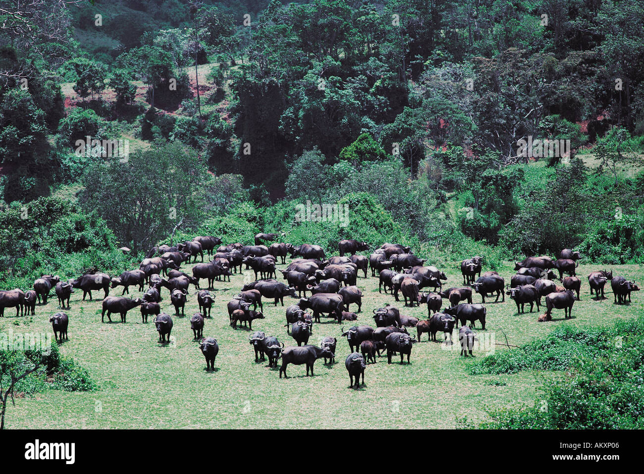 Breeding herd of Cape Buffalo in open glade of the forest Aberdares National Park Kenya East Africa Stock Photo