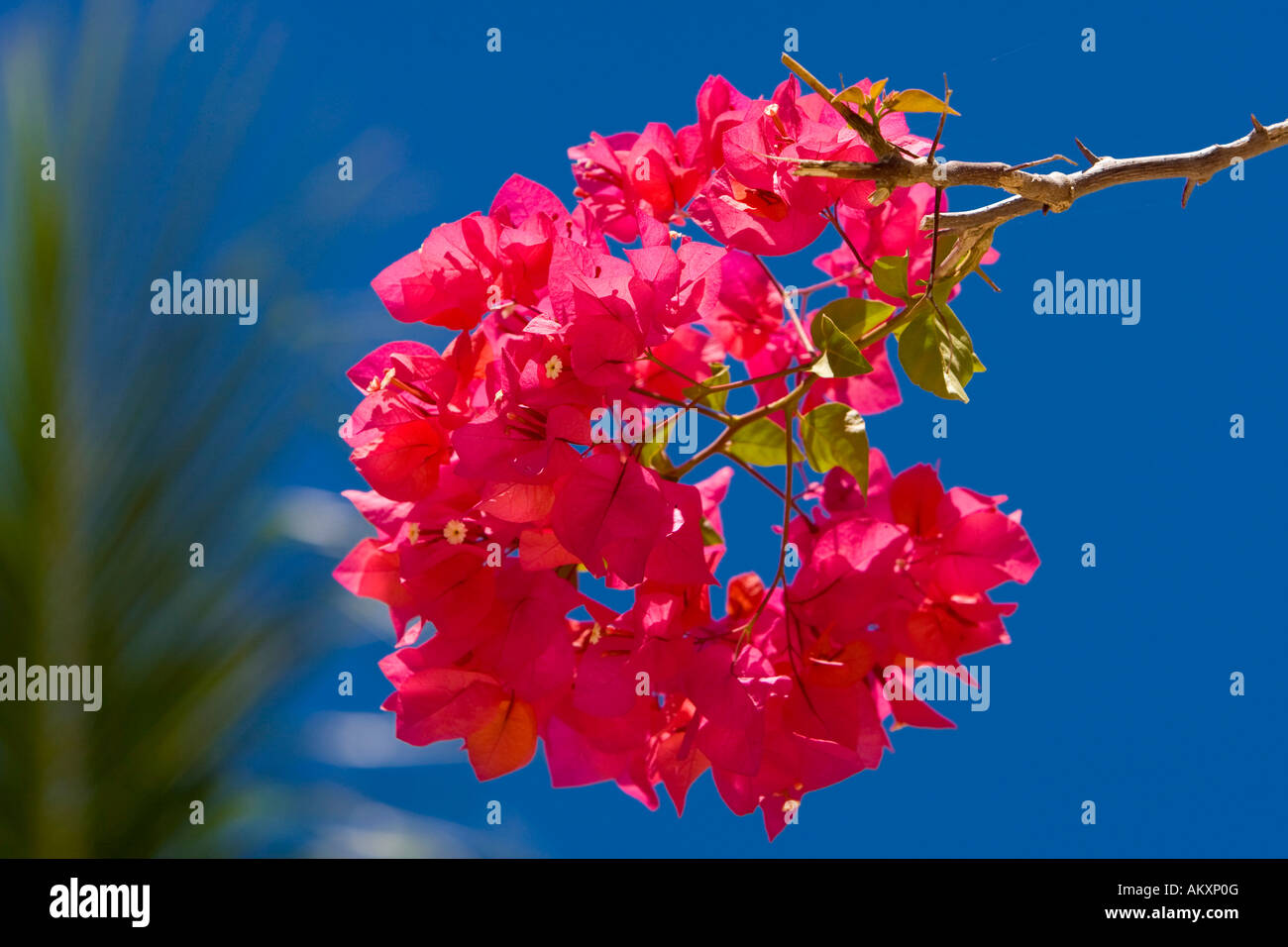 Blossoming bougainvillaea (bougainvillaea sp.). Stock Photo