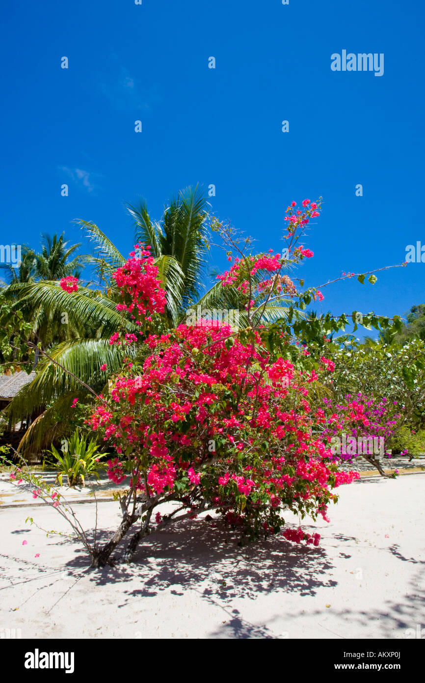 Blossoming bougainvillaea (bougainvillaea sp.). Stock Photo