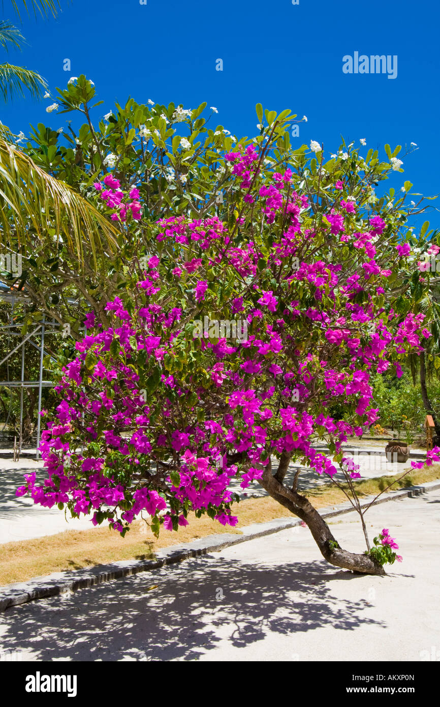 Blossoming bougainvillaea (bougainvillaea sp.). Stock Photo