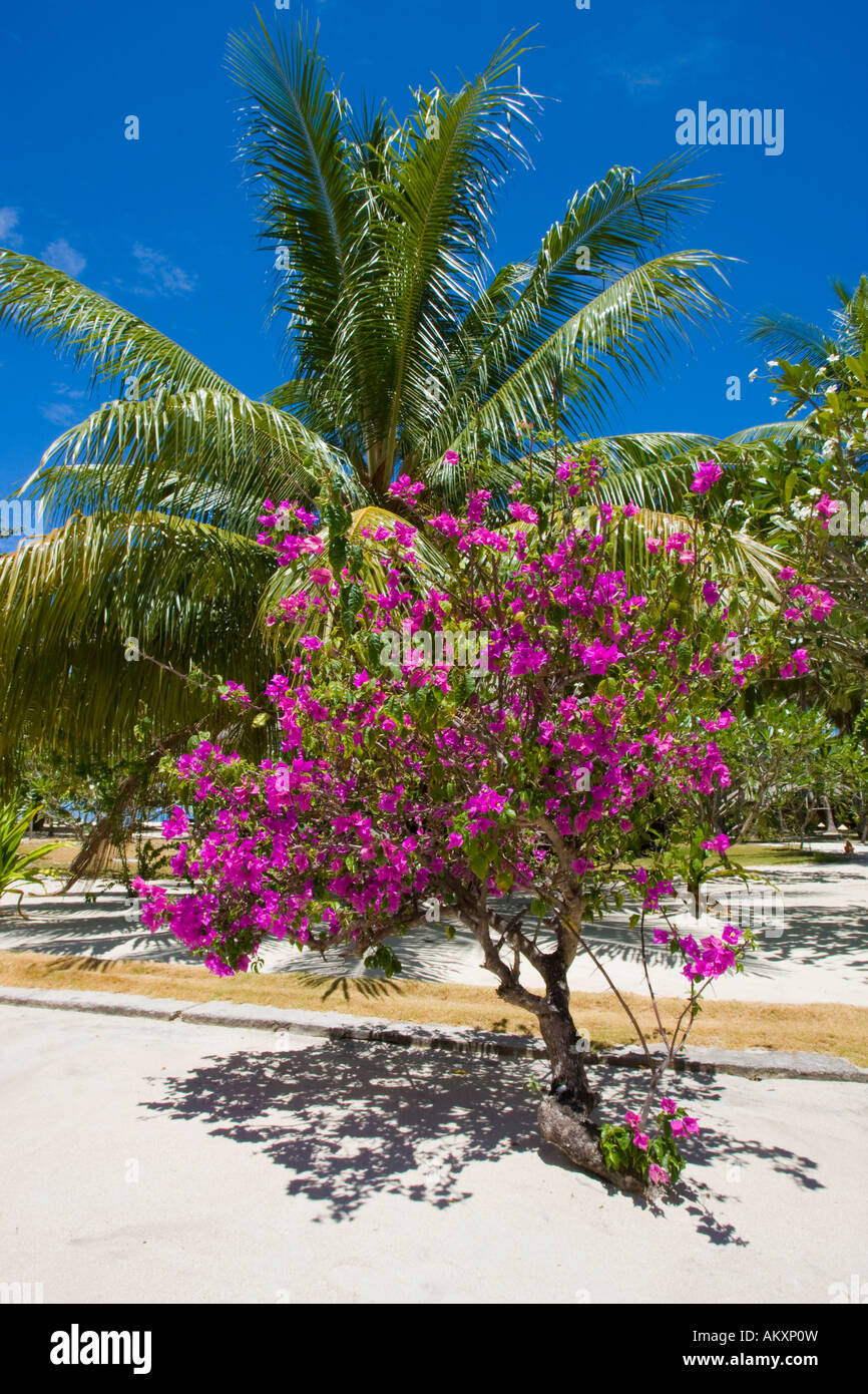 Blossoming bougainvillaea (bougainvillaea sp.). Stock Photo