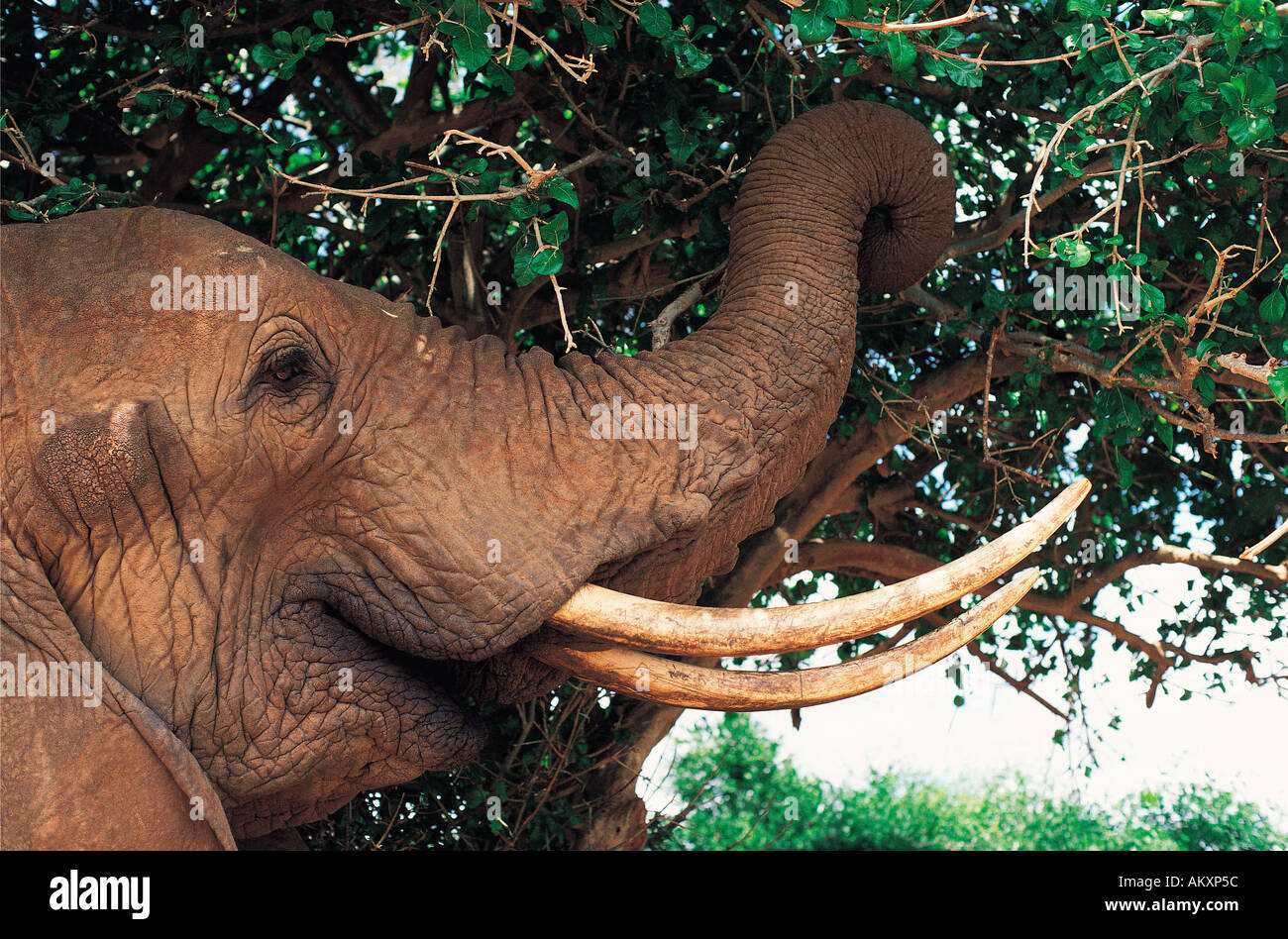 Portrait of adult female elephant feeding on the canopy of a tree Tsavo East National Park Kenya East Africa Stock Photo