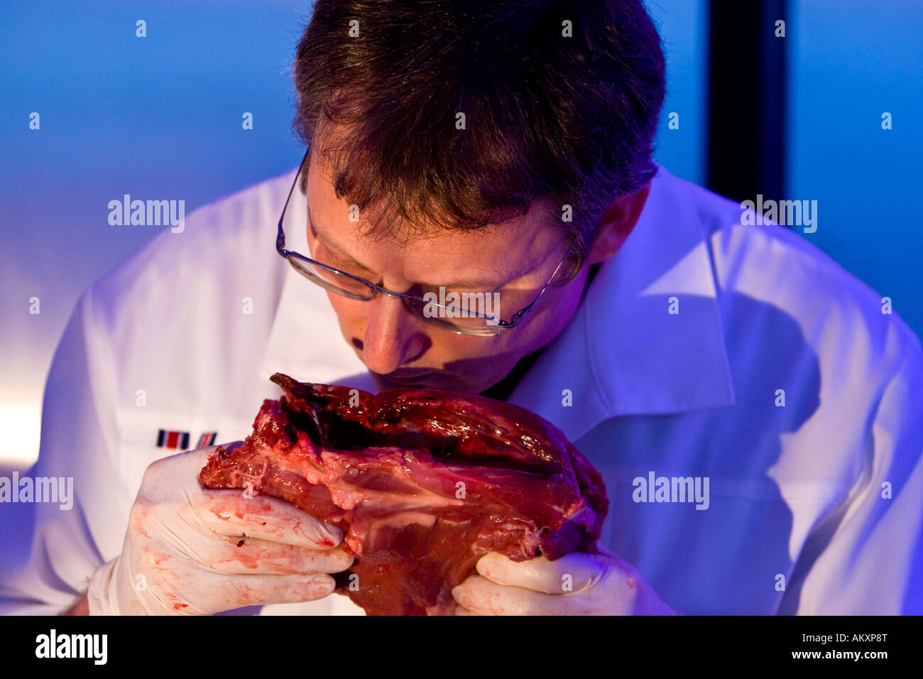 Presumably spoilt Fleich is examined in the lab of the land company Hessian land lab for germs, Giessen, Hessen, Germany. Stock Photo