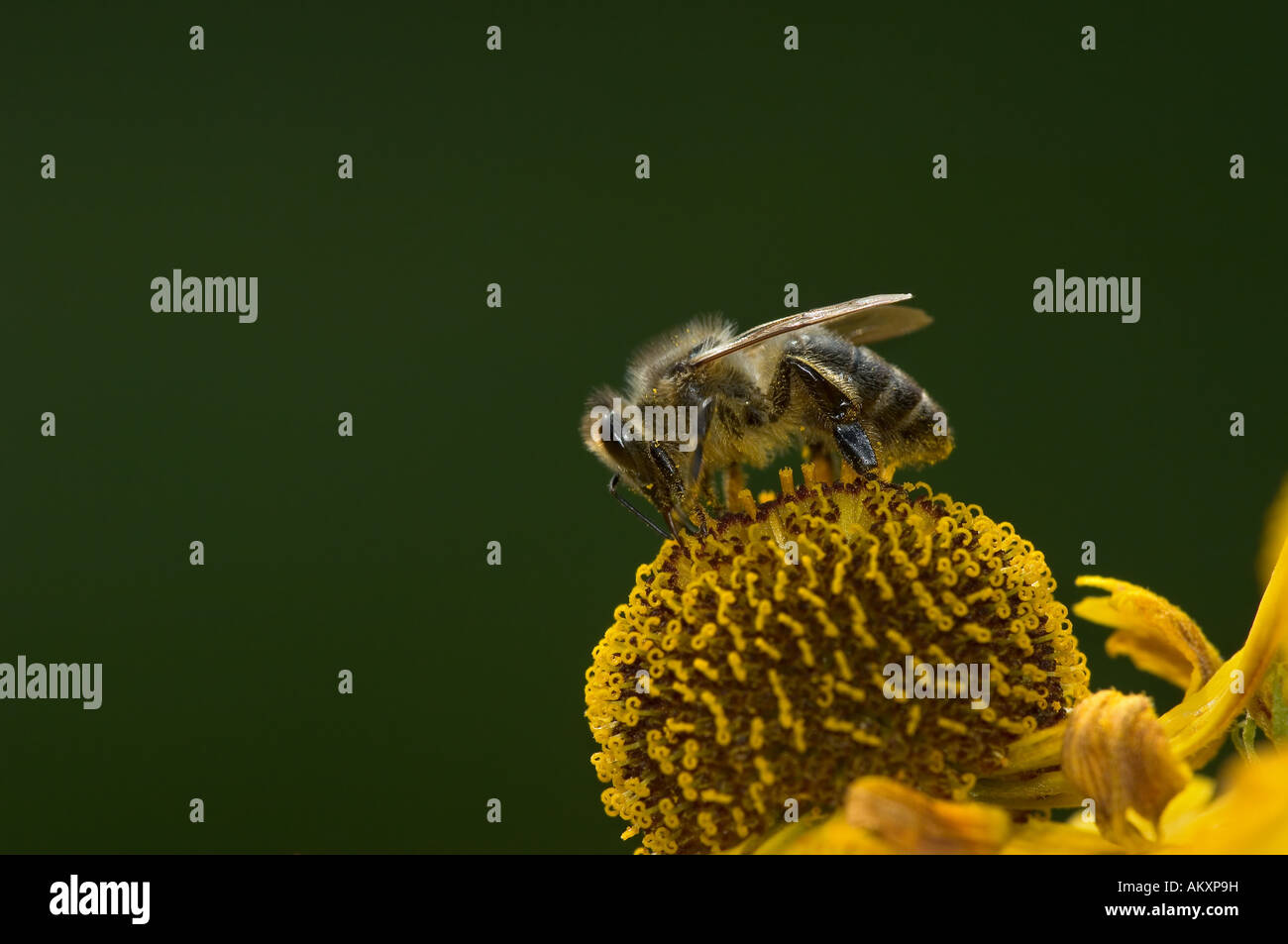 Honey bee (Apis mellifera) on Helenium Stock Photo Alamy