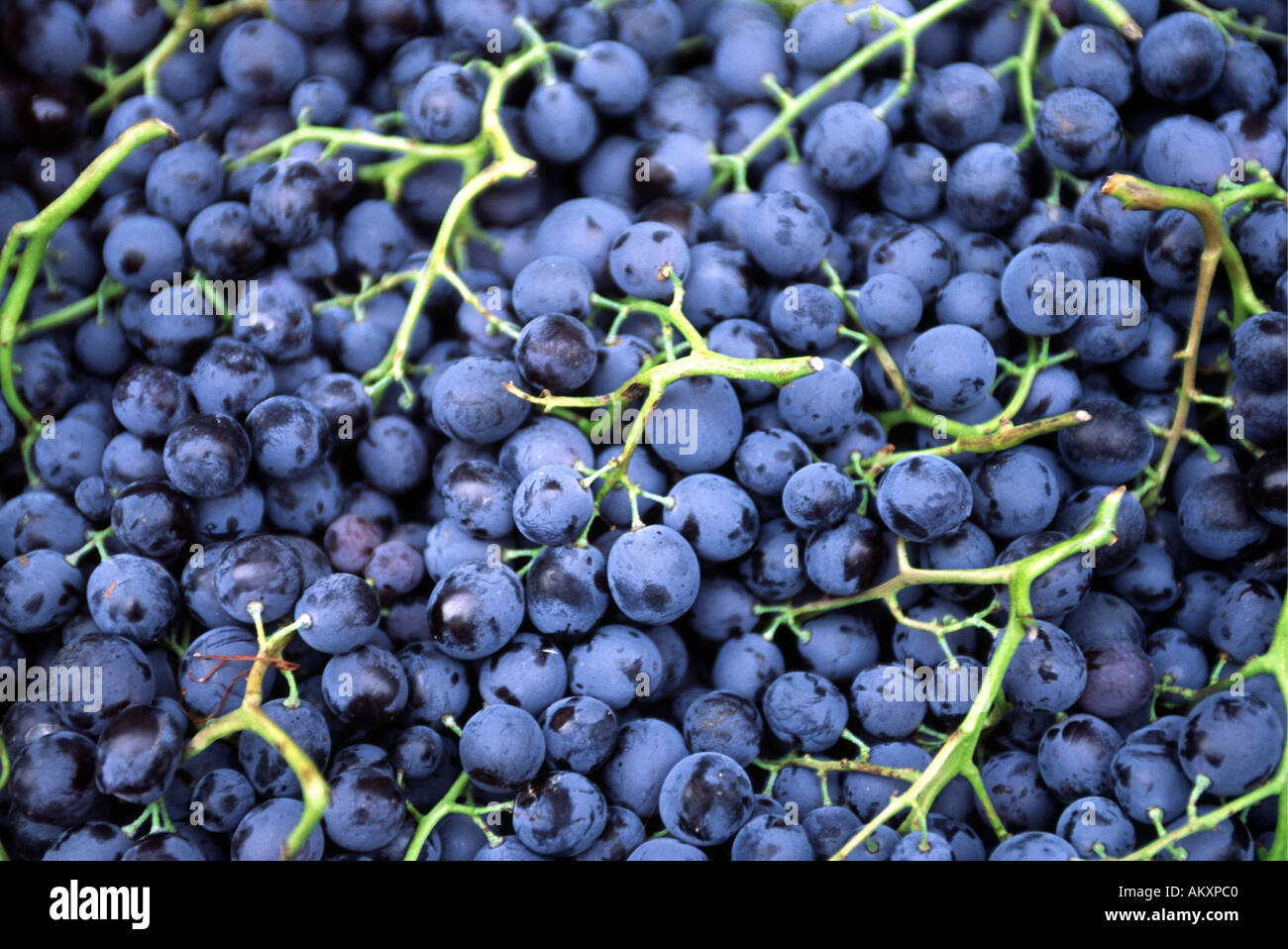 Black grapes for sale on a market stall in Sete France Stock Photo Alamy