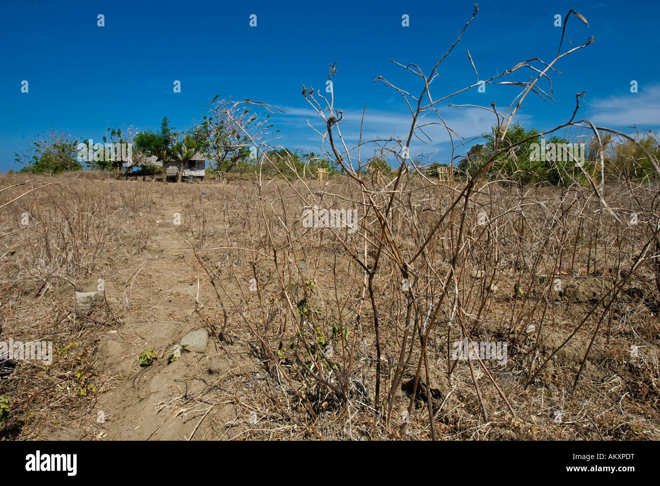 Dry arable land, Negros, the Philippines. Stock Photo