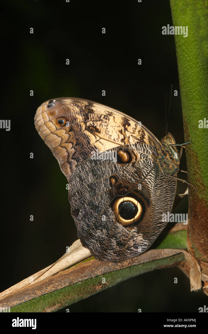 Tropical Butterfly, Owl Eye (Caligo eurilochus Stock Photo - Alamy