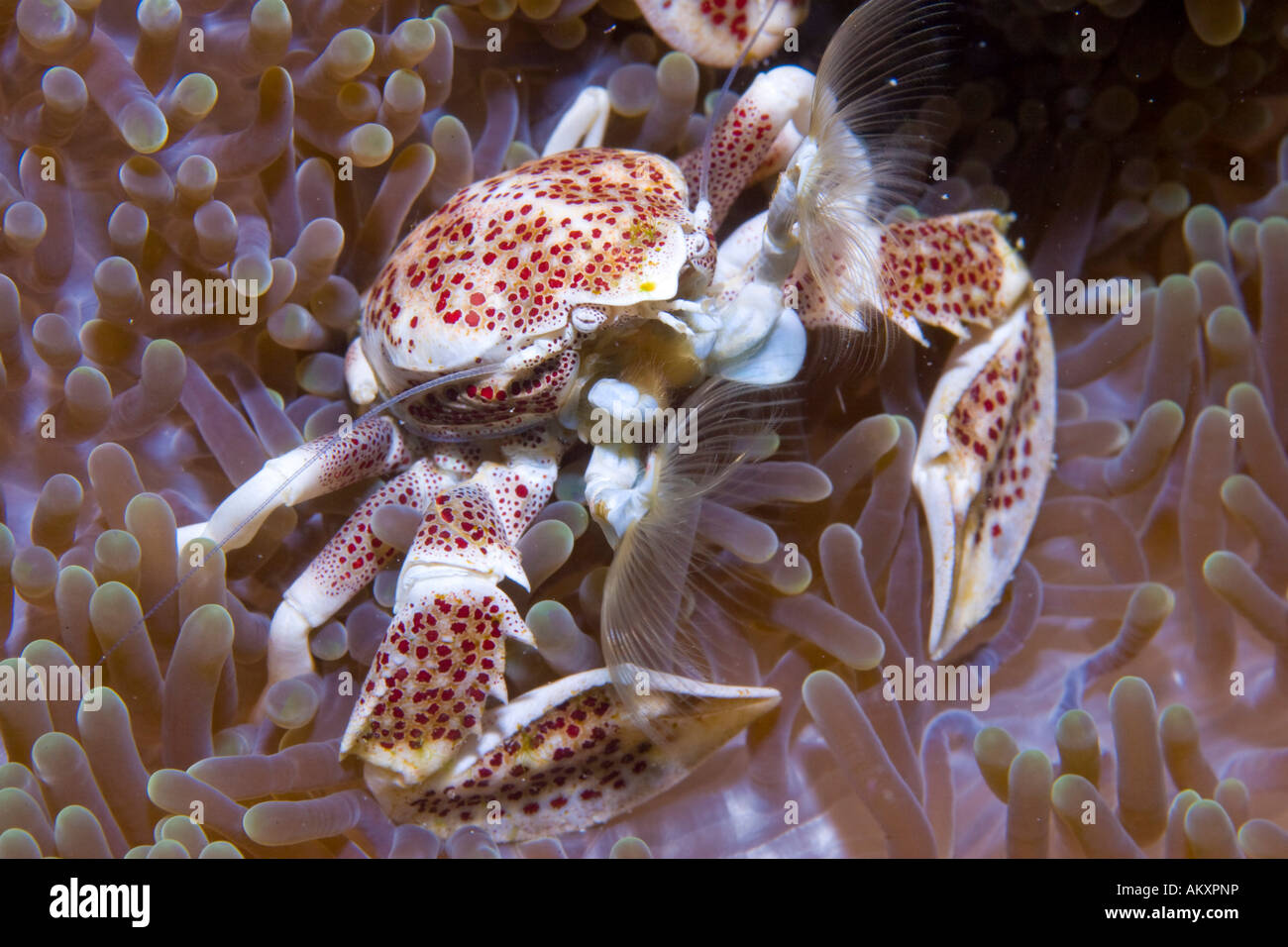 Dotted Anemone Crab (Neopetrolisthes maculatus), Indonesiea. Stock Photo