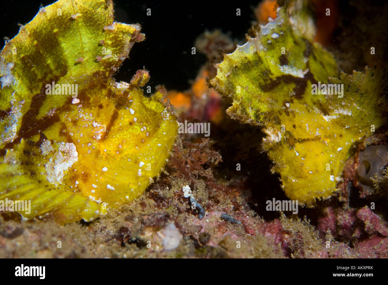 Leaf scorpionfish or Paper Fish (Taenianotus triacanthus). Stock Photo