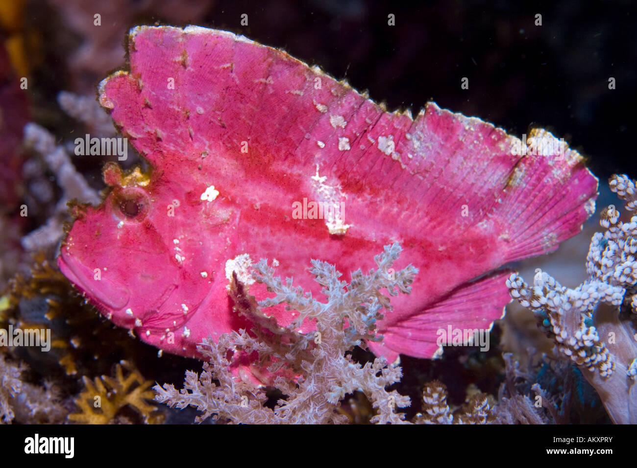 Leaf scorpionfish or Paper Fish (Taenianotus triacanthus). Stock Photo