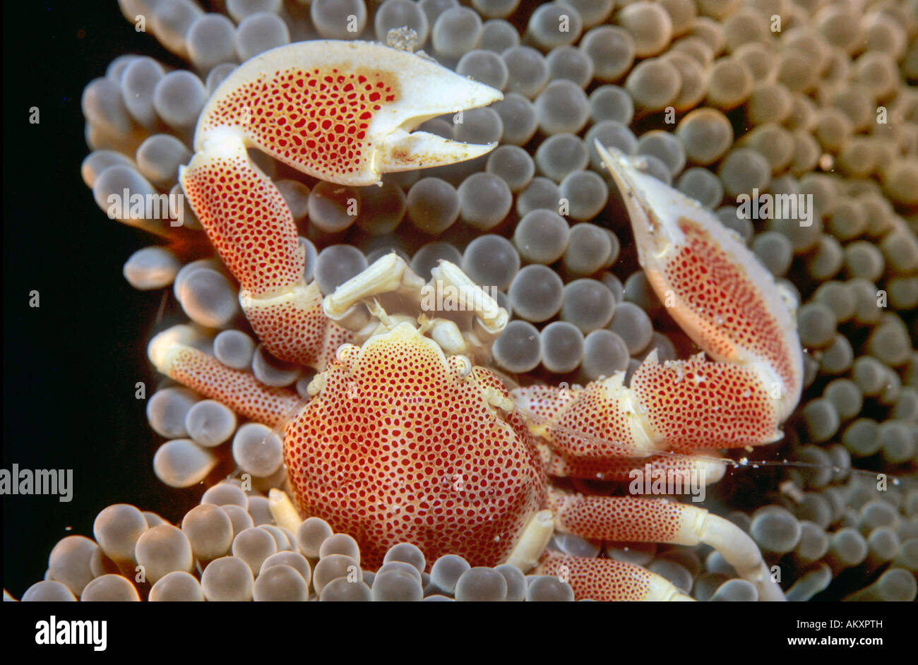 Dotted Anemone Crab (Neopetrolisthes maculatus), Indonesiea. Stock Photo