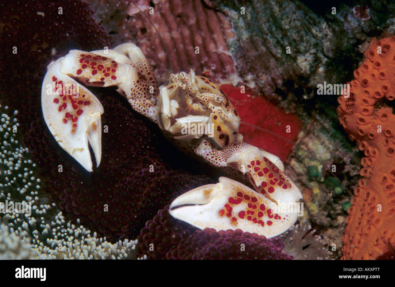 Dotted Anemone Crab (Neopetrolisthes maculatus), Indonesiea. Stock Photo