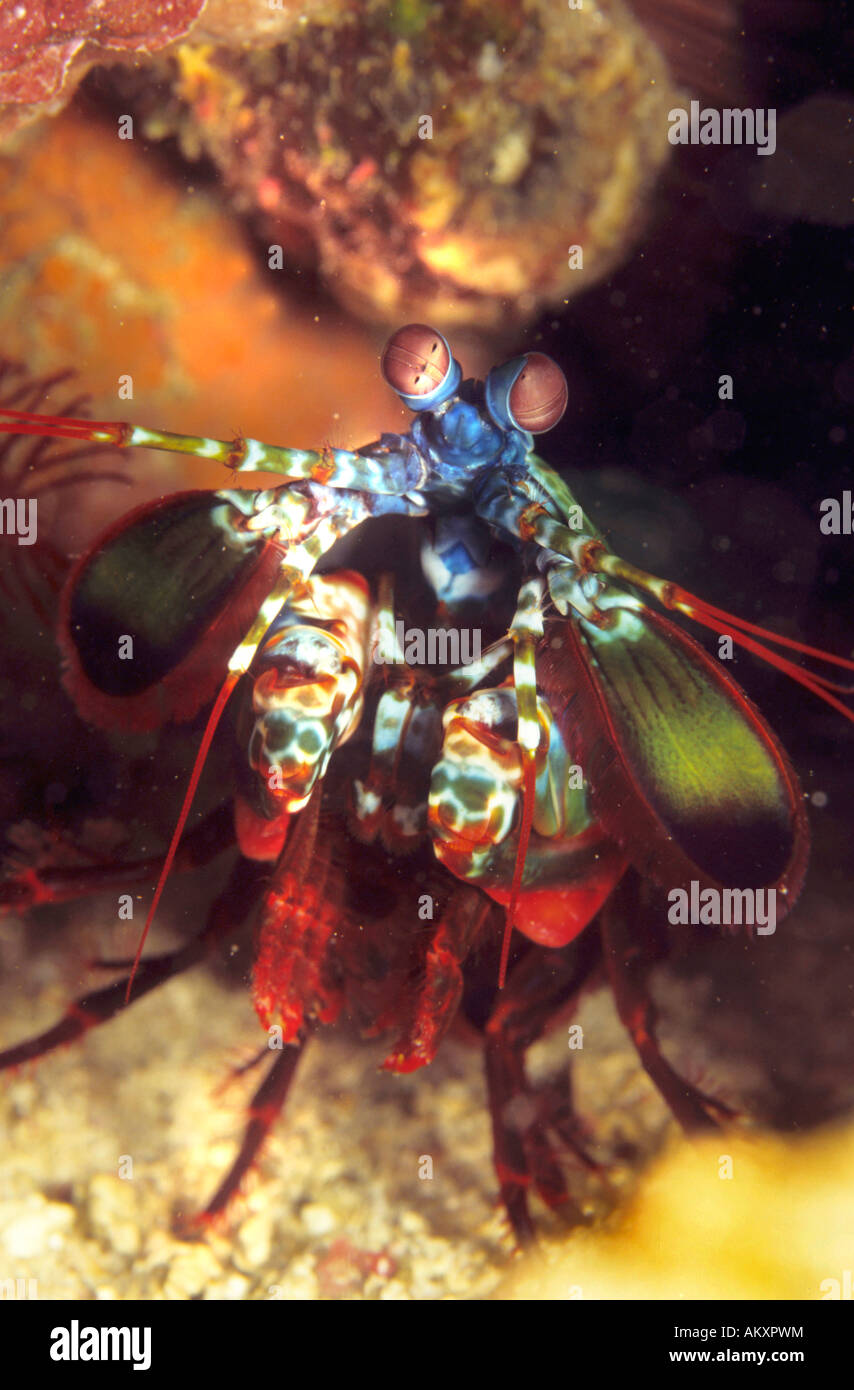 Mantis shrimp, Odontodactylus scyllarus. Stock Photo