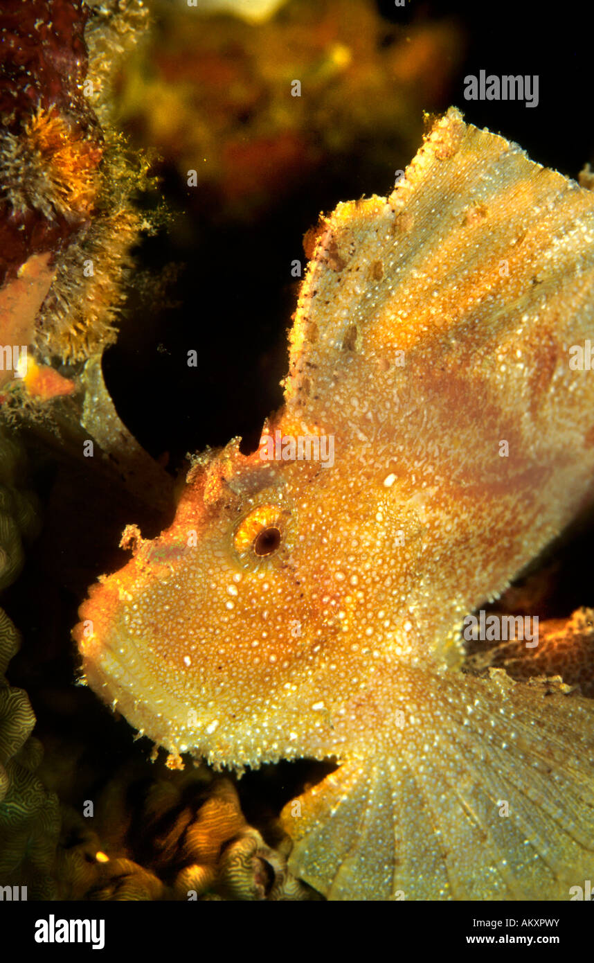 Leaf scorpionfish or Paper Fish (Taenianotus triacanthus). Stock Photo