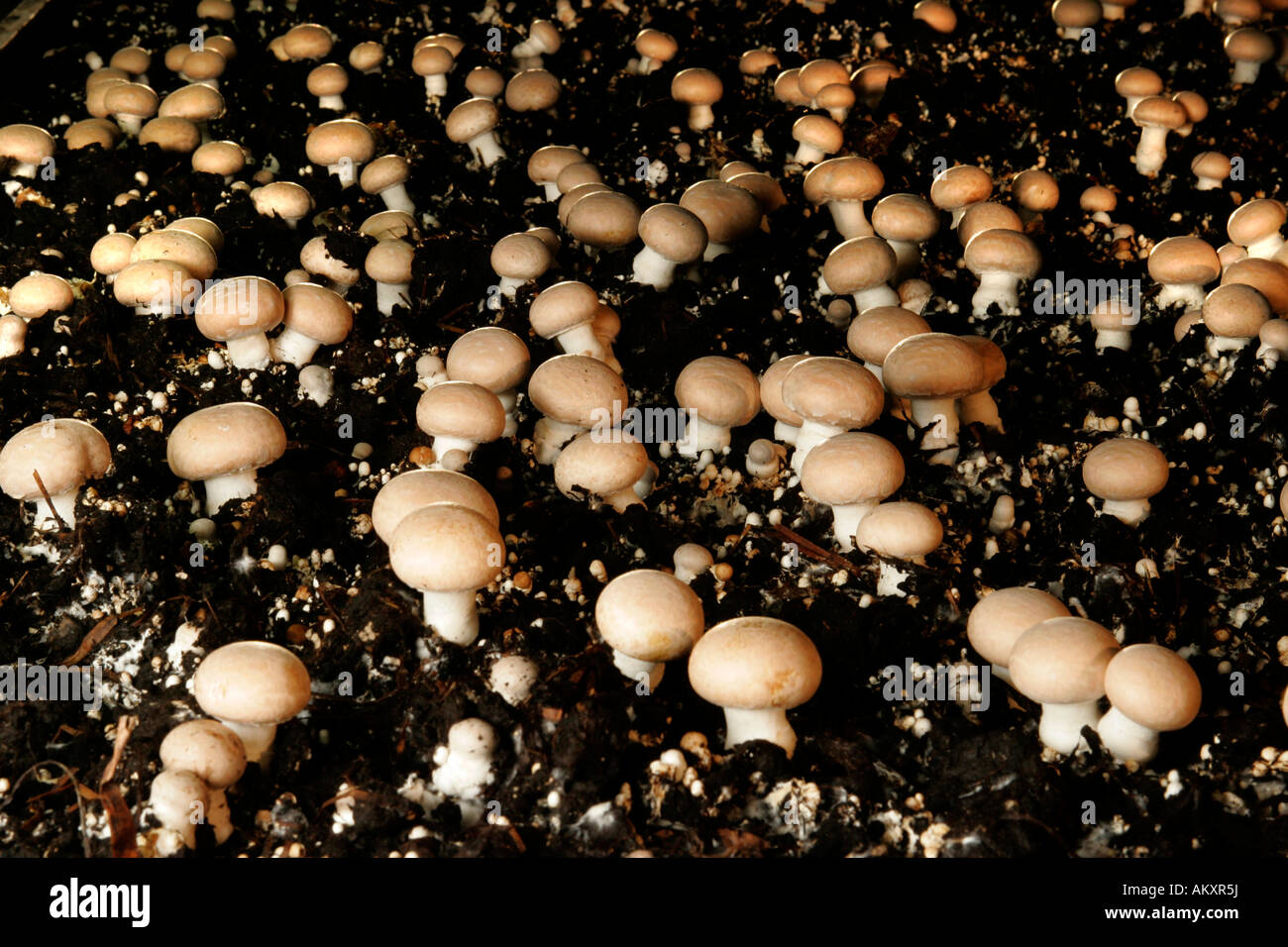 Champignon breeding in an agricultural enterprise, Hesse, Germany. Stock Photo