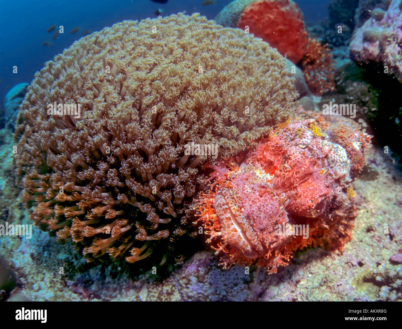 Bearded scorpionfish, Scorpaenopsis barbatus, hiding behind a soft coral, Indonesia. Stock Photo